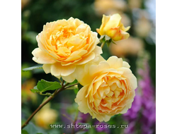 Голден Селебрейшн