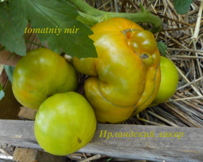 Томат Ирландский ликер