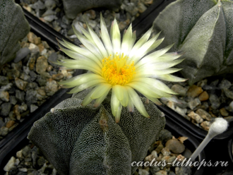 Astrophytum myriostigma v.guadricostatum - 10 семян