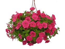 ПЕТУНИЯ АМПЕЛЬНАЯ РОЗОВАЯ ИЗИ ВЭЙВ РОУЗИ ДОН В КАШПО 4 ЛИТРА