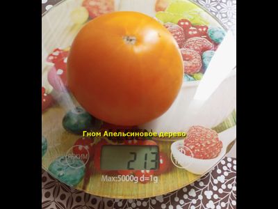 Гном Апельсиновое дерево (Dwarf Orange Tree, Австралия, США )