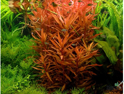 Аммания сенегальская (ветка)