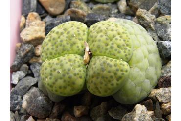 Lithops fulviceps ‘aurea’ C363  
 