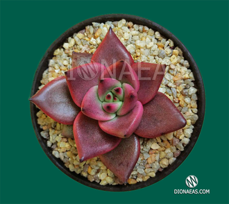 Echeveria Taurus - Эхеверия Таурус, Эхеверия телец, Echeveria agavoides Taurus