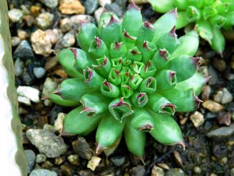 Sempervivum ODDITY (розетка)