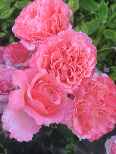 Корал Желе (Corail Geele)