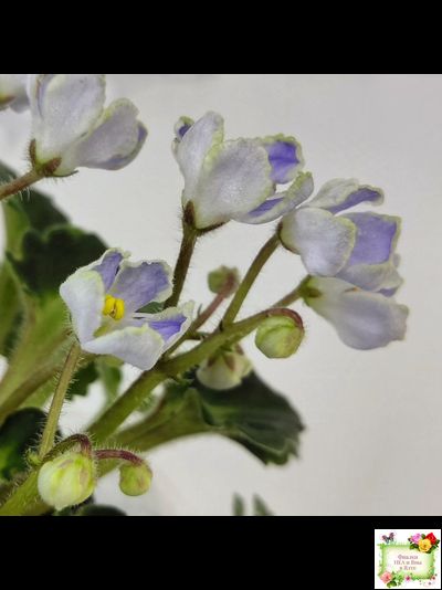 Vi-Лесная Нимфа (И.Виблая) 2021 г. (гёрл-листья)