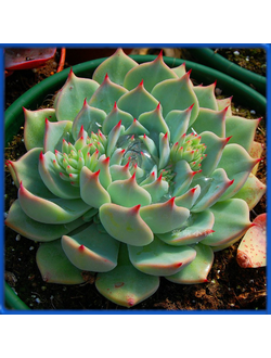 Echeveria colorata, Lindsayana