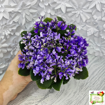 СК-Вьюнок (А.Кузнецов) (2 листа посажены в 1 стак. 24.01.26)