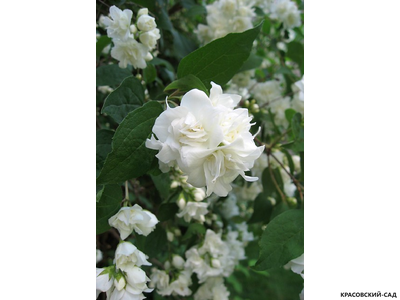 Чубушник гибридный Virginal