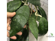 Hoya finlaysonii splash leaf