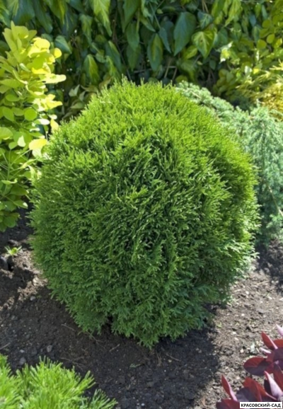 Туя Литл Чемпион - Little Champion