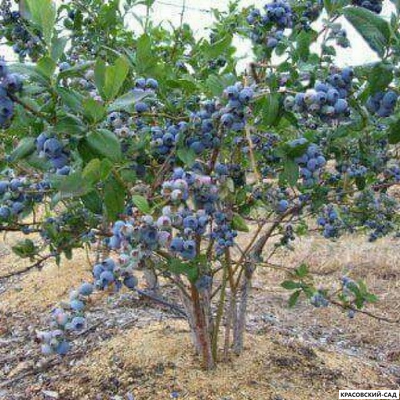 Голубика Элизабет - Elisabeth