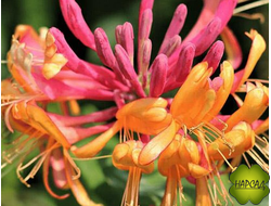 Жимолость вьющаяся Гекрота "Голдфлейм" (саженец 1,5 м)