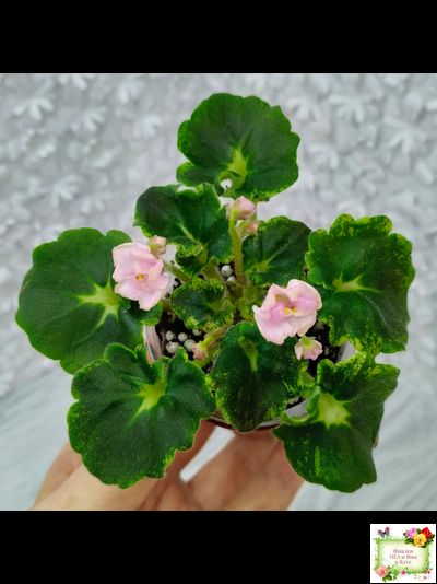 LV-1 (Л. Шевелева) сеянец