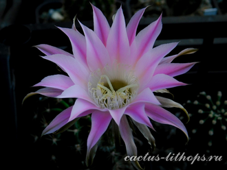 Echinopsis hybrid `Ave Maria` x Echinopsis subdenudata - 5 семян