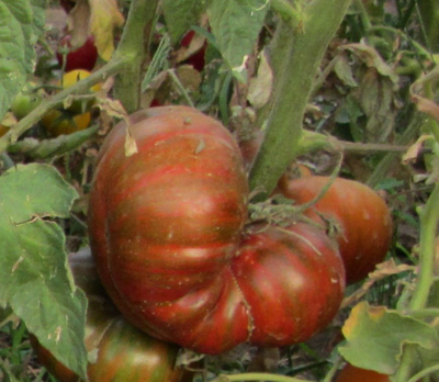 Томат Шоколадные полосы (Chocolate Stripes)