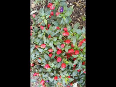 Перец острый Турецкий цветок (Turkish Flower)