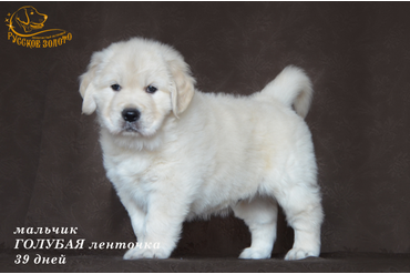 УЖЕ в НОВОМ ДОМЕ = мальчик ГОЛУБАЯ ленточка. На фото 39 дней. ДР 28.01.20г