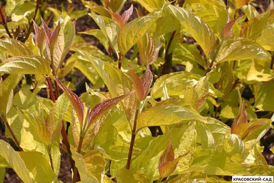 Дерен Ауреа - Aurea