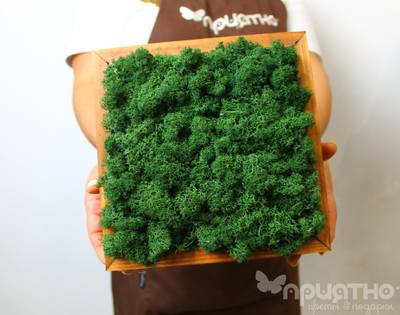 ЖИВАЯ ЭКО-КАРТИНА 1064