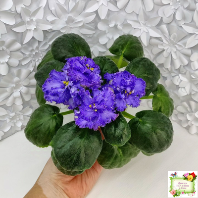 БР-Маленькое Счастье (С. и Н. Буркацкие) 2020 г.