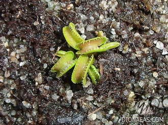 Dionaea muscipula Cudo