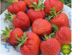 КЛУБНИКА "КИМБЕРЛИ" (СРЕДНЕРАННЯЯ, ОТМЕННОГО ВКУСА, ВЫНОСЛИВА)