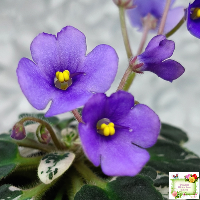 Н-Синий Лён (Н. Бердникова) 2015 г. трейлер