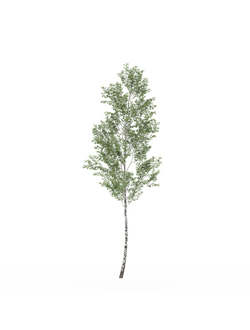 лиственные Береза 004