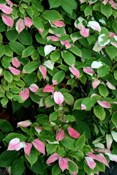 Актинидия Адам (муж.)