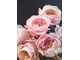 Пионовидные розы Дэвида Остина, садовые розы David Austin, премиальные розы