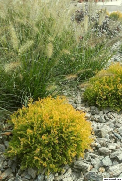 Туя Голден Таффет - Golden Tuffet