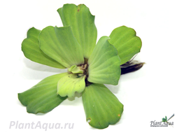 pistia