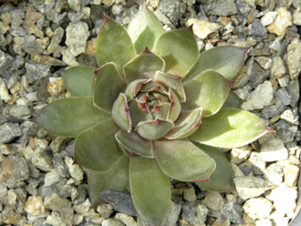 Sempervivum 'JULIA'- розетка