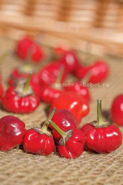 Перец острый Purple Pumpkin (Фиолетовая тыковка), 10 шт