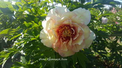 Пион Callies Memory(Келлис Мемори)