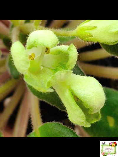 ML-Крыжовник (Miniviolets Lux) 2024 г. (детка)