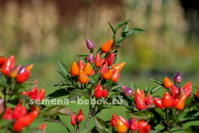 Перец острый  Bolivian Rainbow, 10 шт