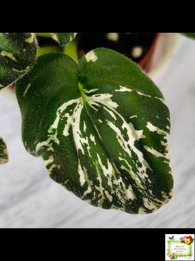 LV-Зюзя (Л. Шевелева) 2025 г. трейлер (клакамас пестролистный)