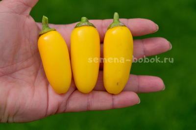Перец острый Jalapeno NuMex Lemon Spice (Халапеньо Ньюмекс Лимон Спайс), 10 шт