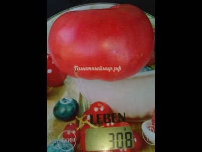 Томат Бой-бой (Boy-boy)