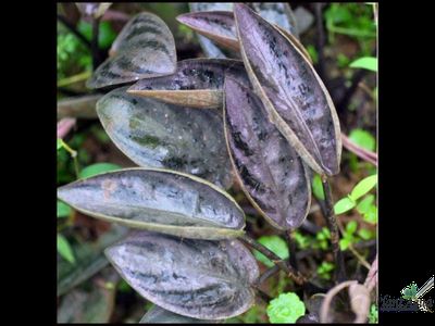 Лагенандра Мееболди "Кровоточащее сердце" (меристемная) Сингапур