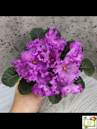 НК-Императорский Сад (Н.Козак) 2019 г. (лонг листва)