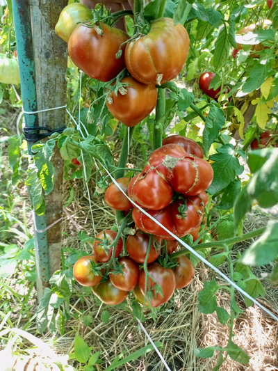 Томат Словенский черный  (Slovenian Black) США
