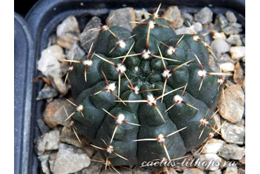 Gymnocalycium schroederianum ssp.paucicostatum LB 960