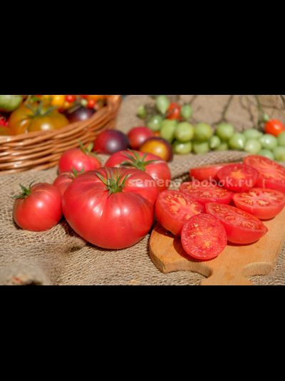 Томат Rebel Starfighter Kayleigh Anne Pink (Восставший Звездный Истребитель Кейли Энн Пинк ), 10 шт