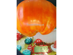 Томат Польская слива тети Сварло (Aunt Swarlo's Polish Plum)