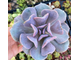 Эхеверия Кубик Фрост  - Echeveria Cubic Frost,  Эхеверия Кубический Мороз