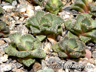 Titanopsis calcarea 35k nw Brandvlei (MG) - 5 семян